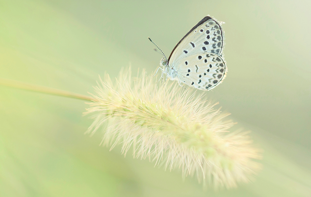 エノコログサとヤマトシジミ